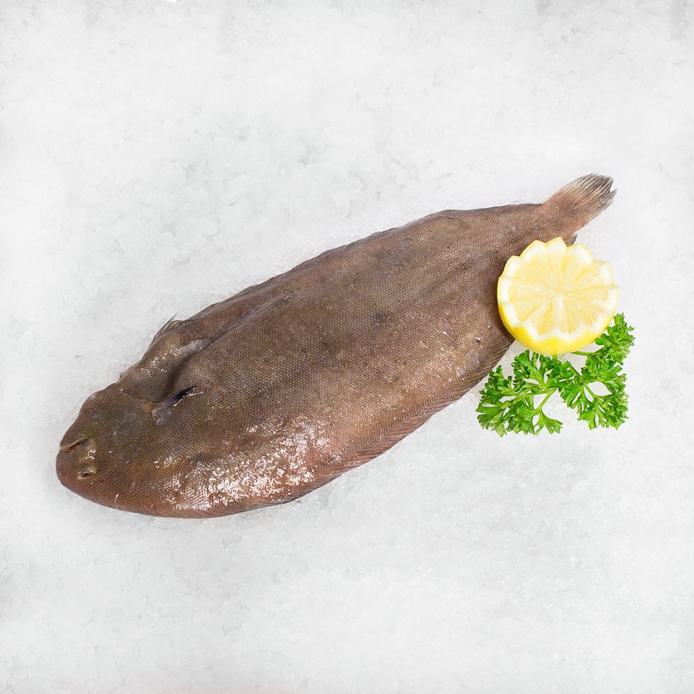 Dover Sole Quayside Fish