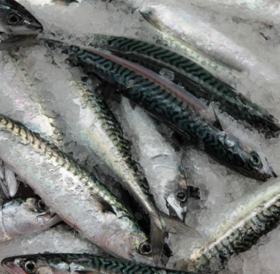 Mackerel Fillet Quayside Fish